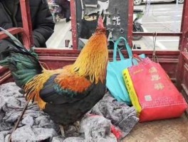 男子花300元买五彩大公鸡(男子为何如此执着)