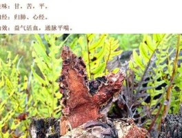 狭叶红景天(到底有什么功效)