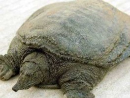 东北人都是活王八(这到底是褒义还是贬义)