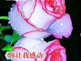 你的出现是我最美的感动是啥歌(它让你感动了吗)